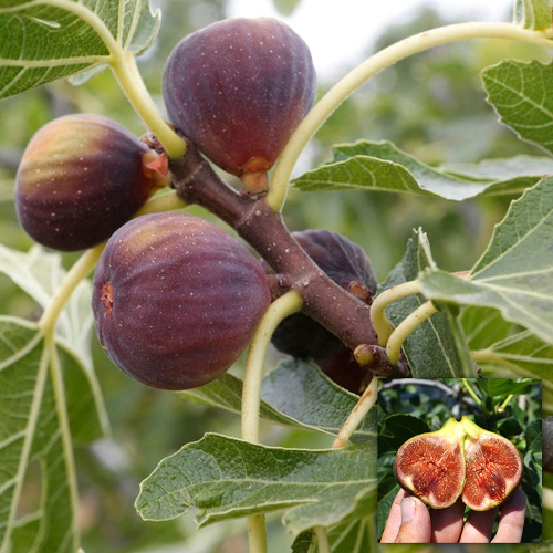 Brown Turkey Fig Fruit Plant