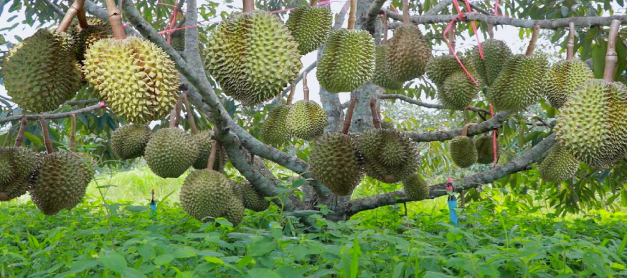 durian Fruit